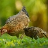 Kur bankivsky - Gallus gallus - Red Junglefowl 3045